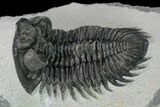 Coltraneia Trilobite Fossil - Huge Faceted Eyes #153976-1